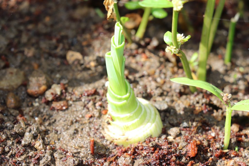 Leeks small plant