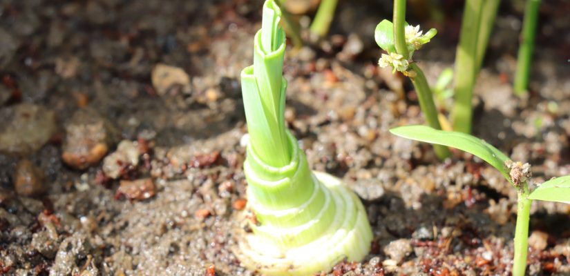 Leeks small plant