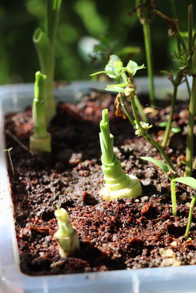 leeks plants