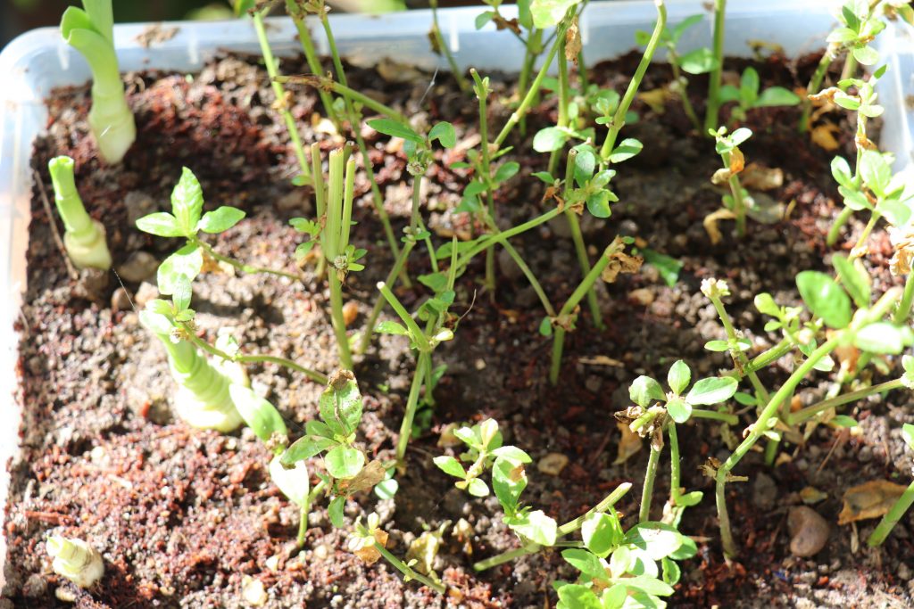 growing in a plastic container