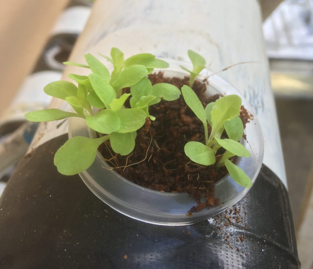 hydroponics lettuce 