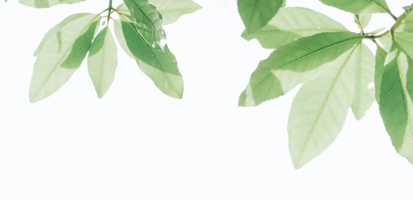 green leaf