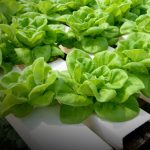 lettuce with hydroponics