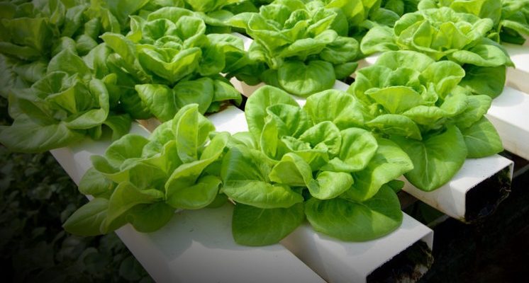 lettuce with hydroponics