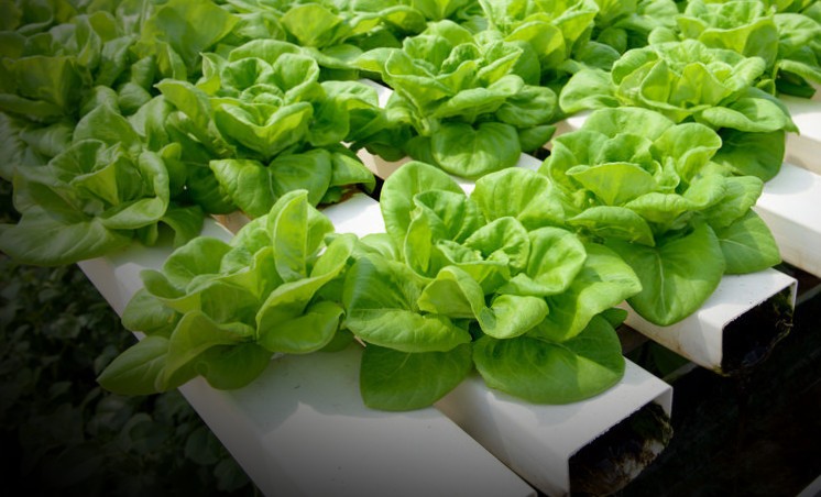 let’s grow lettuce with hydroponics