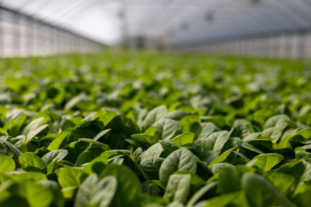 The engineering behind the greenhouses microclimate The engineering behind the greenhouses microclimate