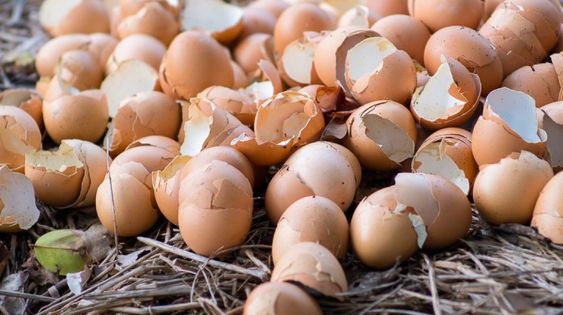 Eggshells and coffee grounds for Organic Farming